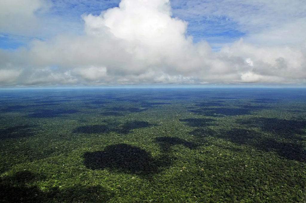 Progresso “espetacular” do Brasil e Colômbia na proteção de florestas originárias